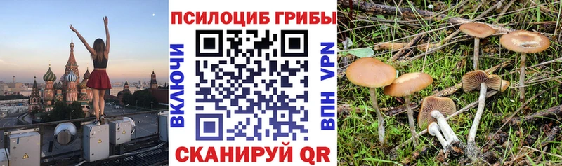 где найти наркотики  Гдов  omg   Псилоцибиновые грибы прущие грибы 